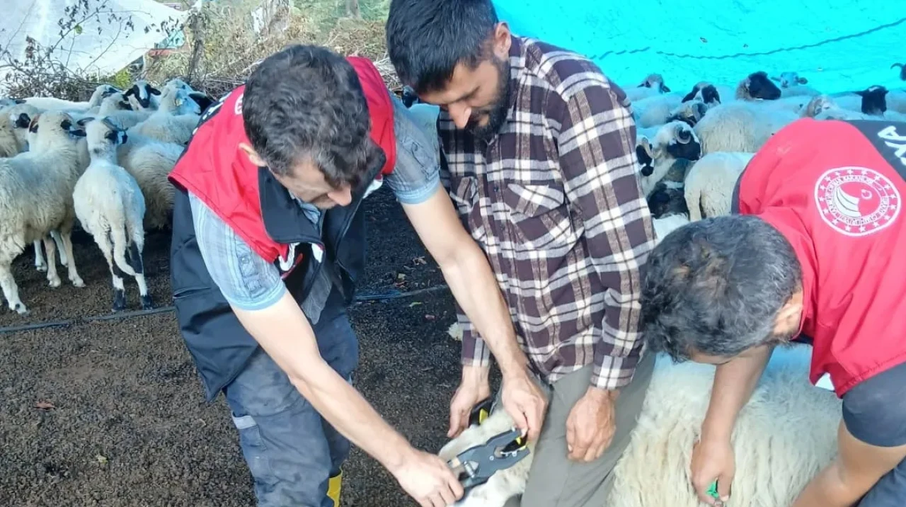 Taşova’da Küçükbaş Hayvanlarda Aşılama ve Küpeleme Çalışmaları Sürüyor