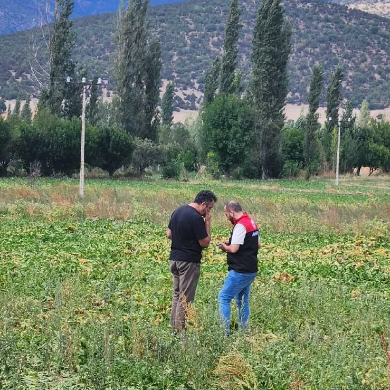 Amasya’da Şeker Pancarı Ekim Alanlarında Kontroller Sürüyor