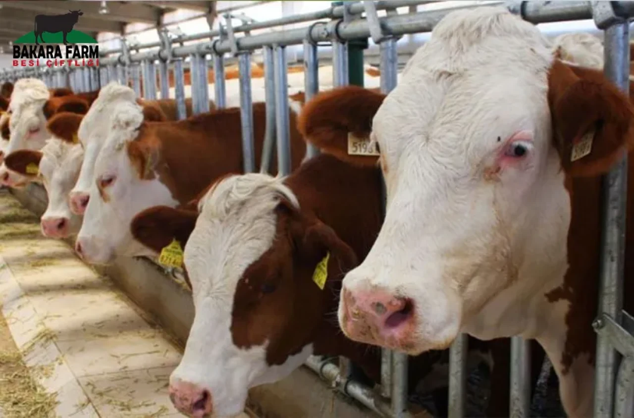 2026 Kurban Hisse Fiyatları Netleşiyor: Kiloya Göre Güncel Liste Açıklandı