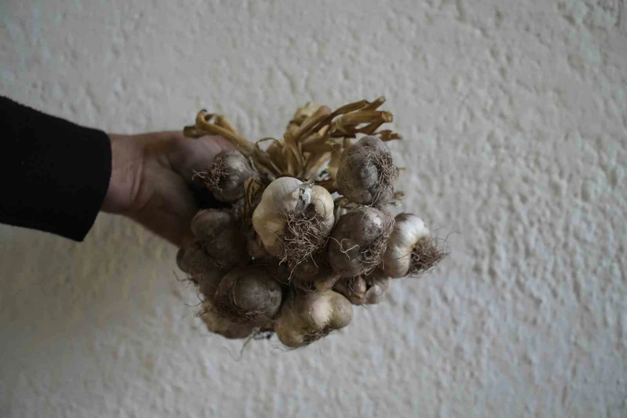 Ata tohumu "siyah sarımsak" tescil yolunda