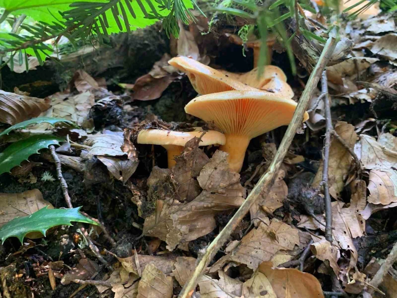 Yağışlarla birlikte artan doğada mantar dikkat