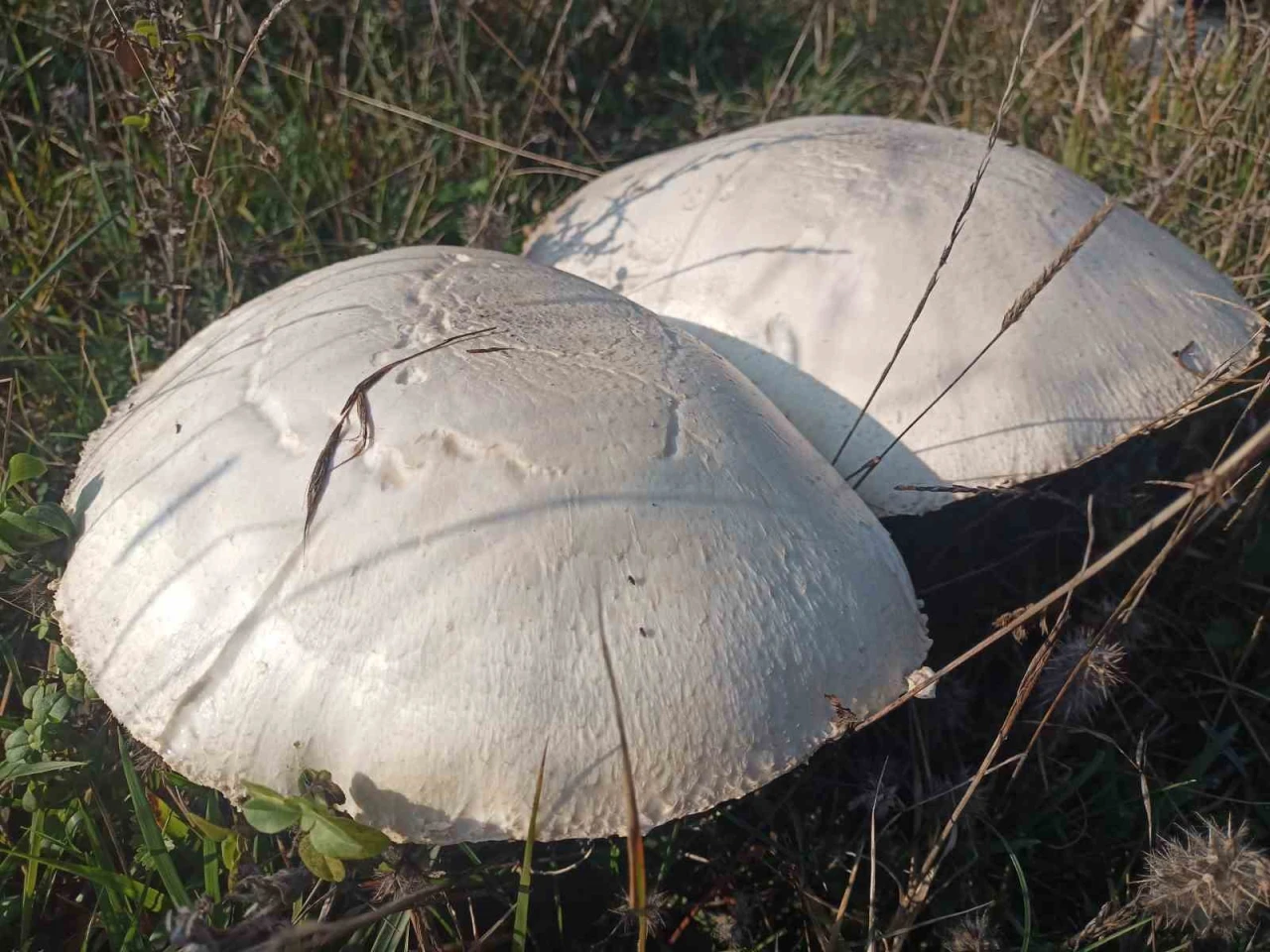 Doğada büyüyen dev mantarlar şaşkına çevirdi