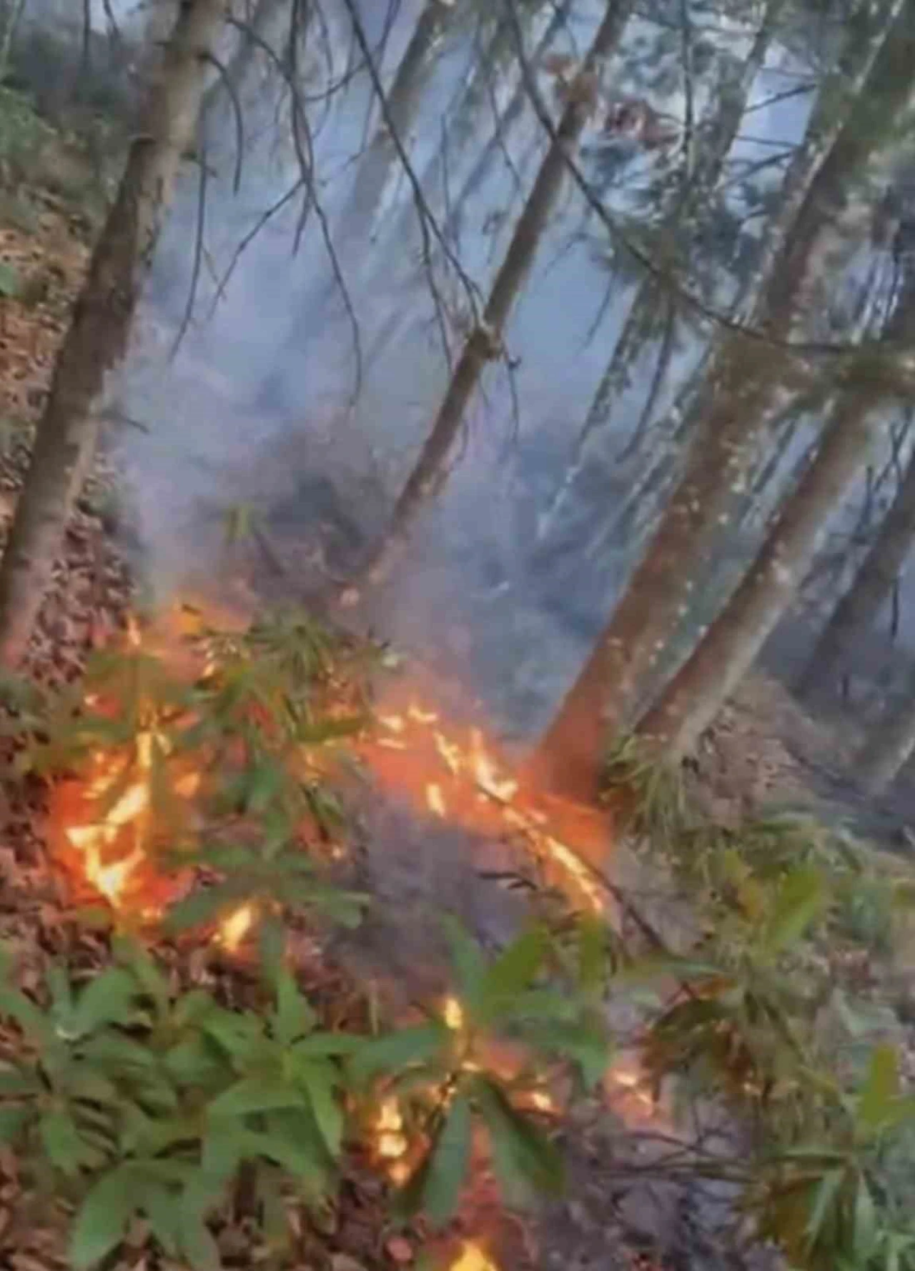 Ormanlık alanda örtü yangını