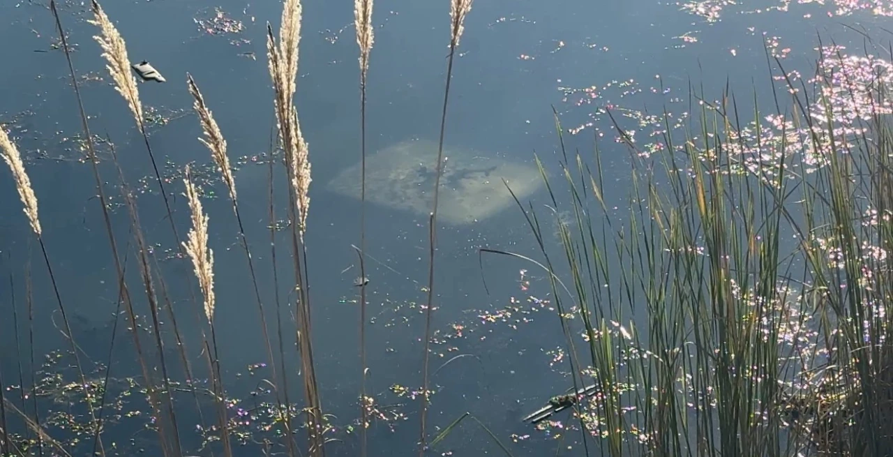 Ehliyetsiz sürücü araçla gölete düştü