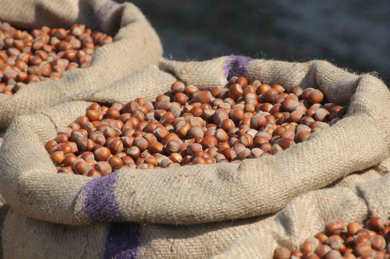 Fındık üreticilerinden Ferrero’ya "manipülasyon" tepkisi: "Amaç üreticiyi panikletip ucuza fındık almak"