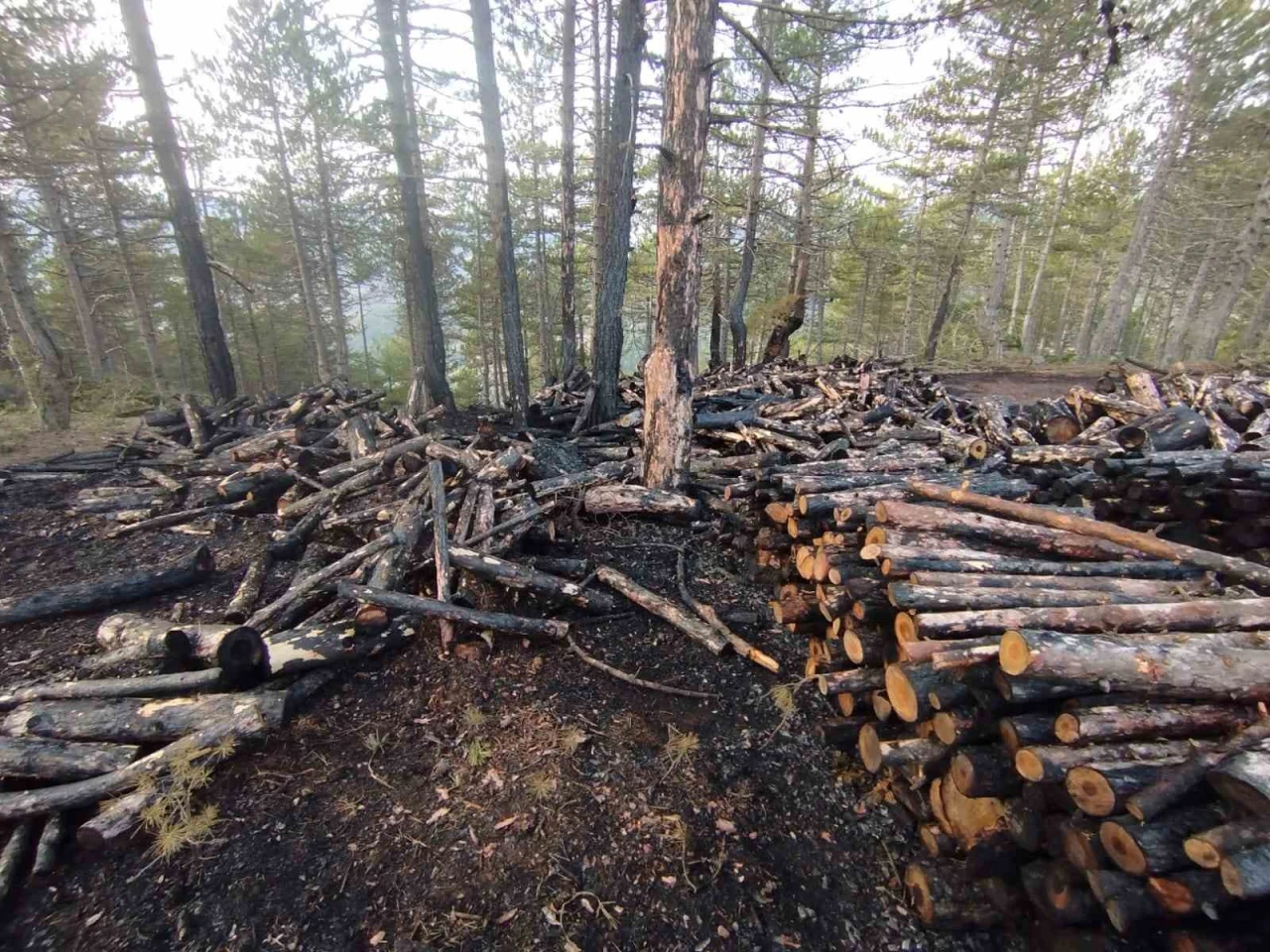 Kesim sahasında yangın paniği: 80 ster çam ağacı zarar gördü