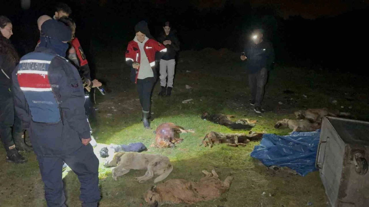 Çöp konteynerinde 9 telef olmuş köpek bulundu