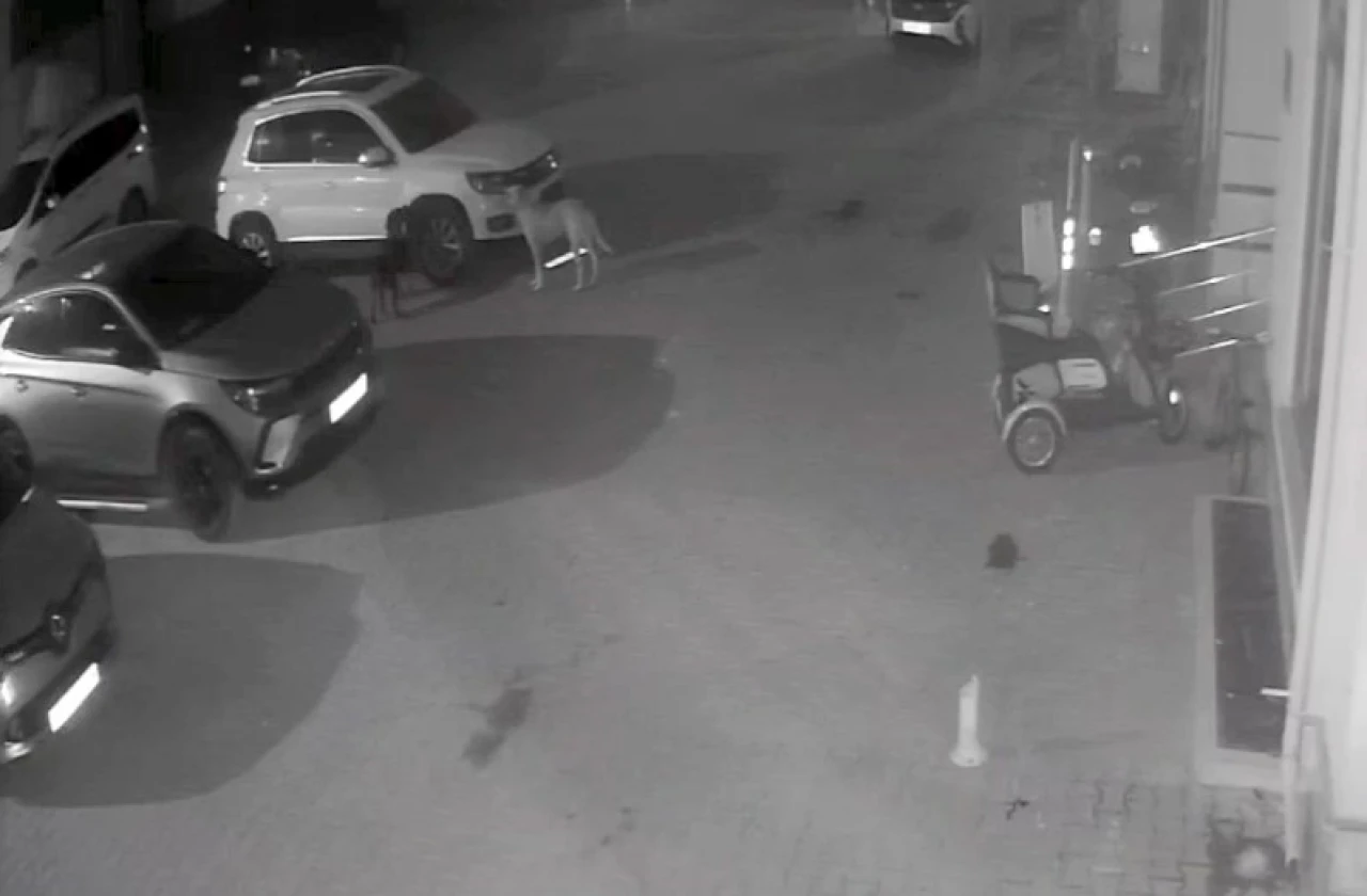 Sokak köpekleri park halindeki aracı parçaladı