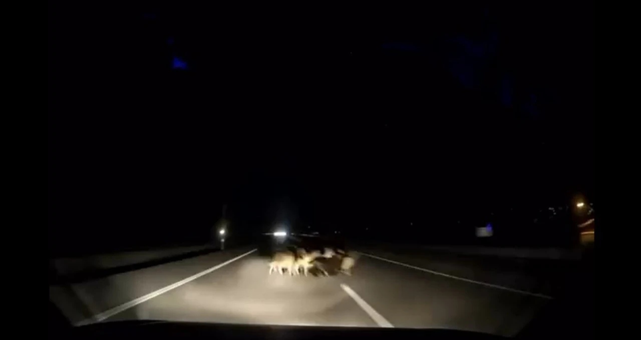 Otomobil sürüye çarptı: 12 koyun telef oldu