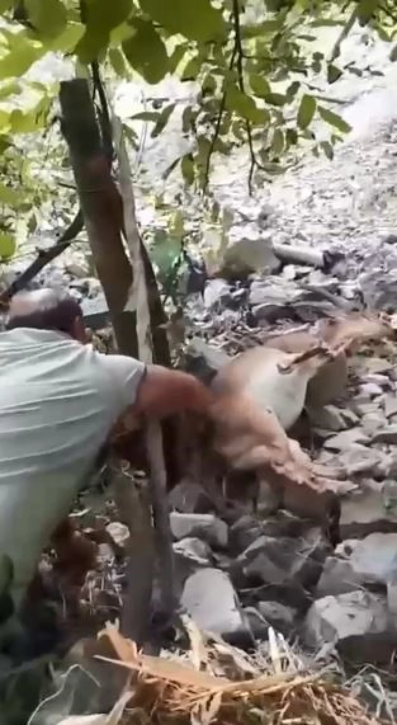 Bahçede uyuyakalan yaban keçisini "Kalk kızım" diyerek uyandırdı