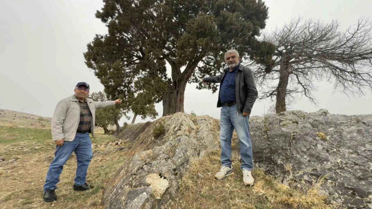 Köy halkı 508 yaşındaki ardıç ağacının tescilini istiyor