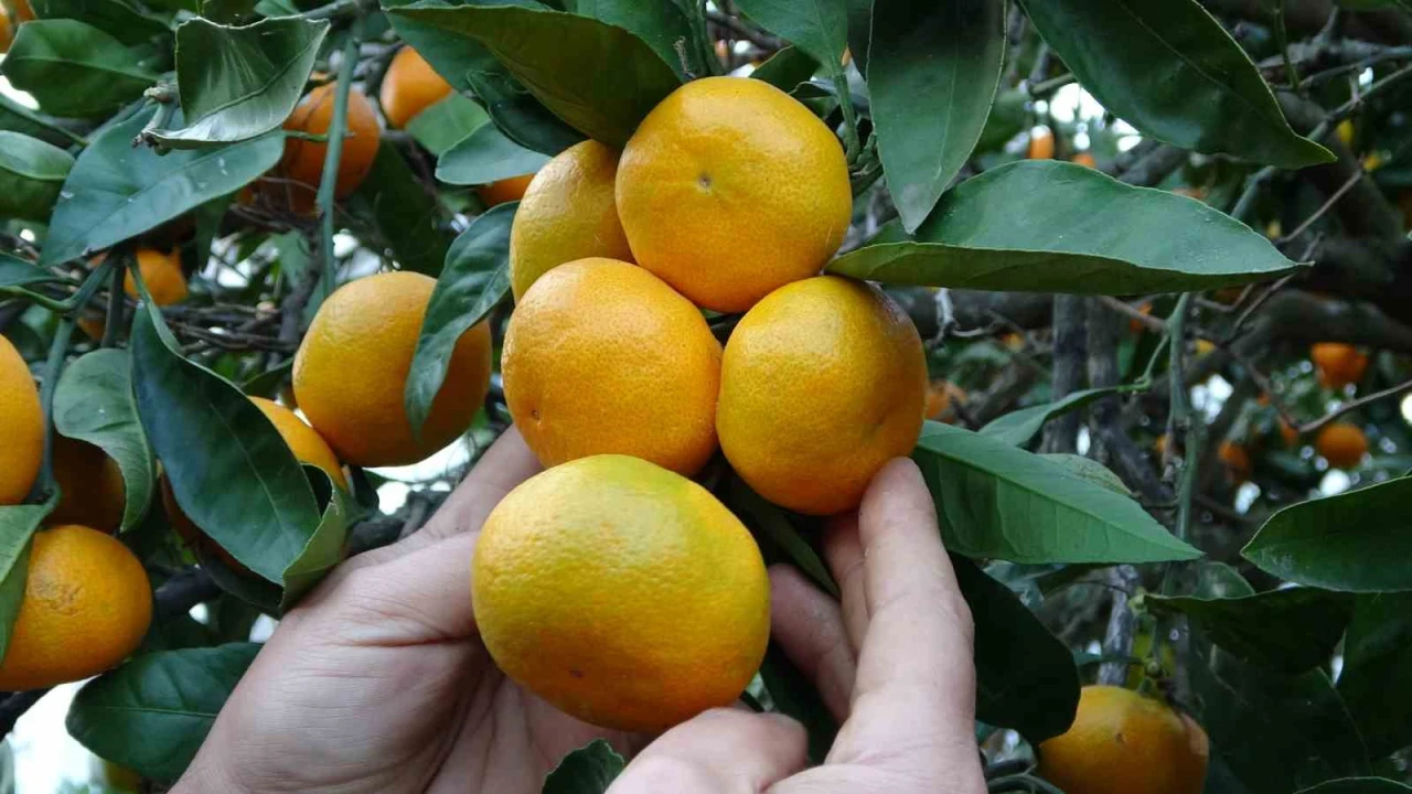 Narenciye hasadı başladı