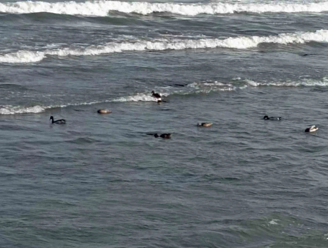 Yaban ördekleri şöleni: 11 kuşluk sürü görüntülendi
