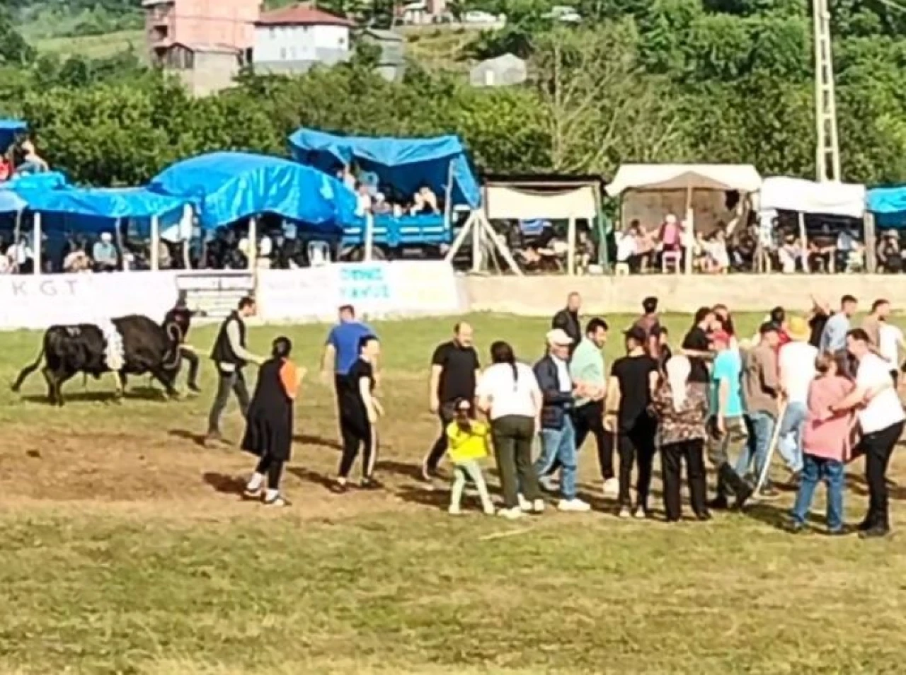 Şampiyon boğa sahibini yaraladı
