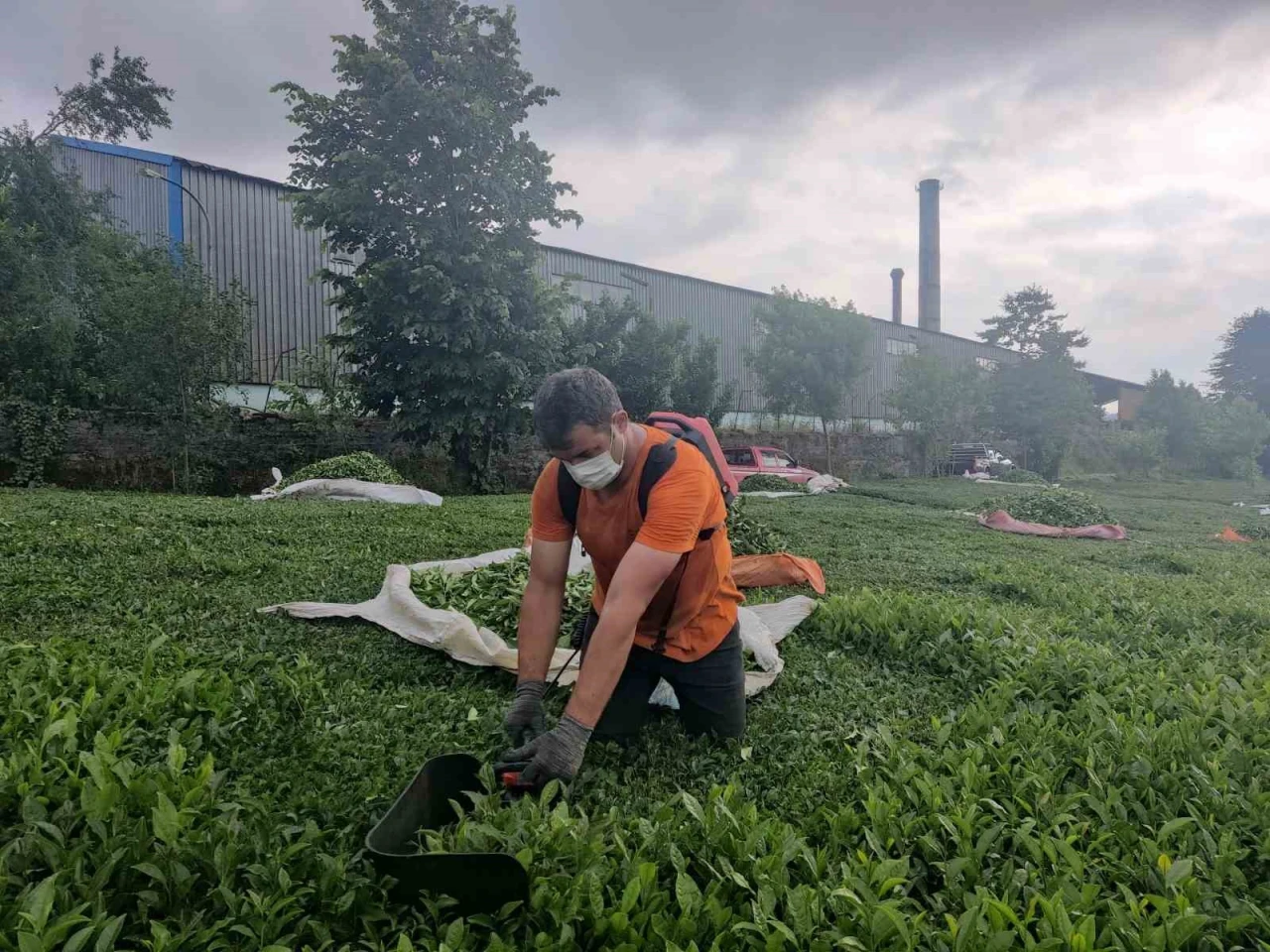 Çay fabrikasının bacasından çıkan kömür tozları çay bahçelerine yağıyor