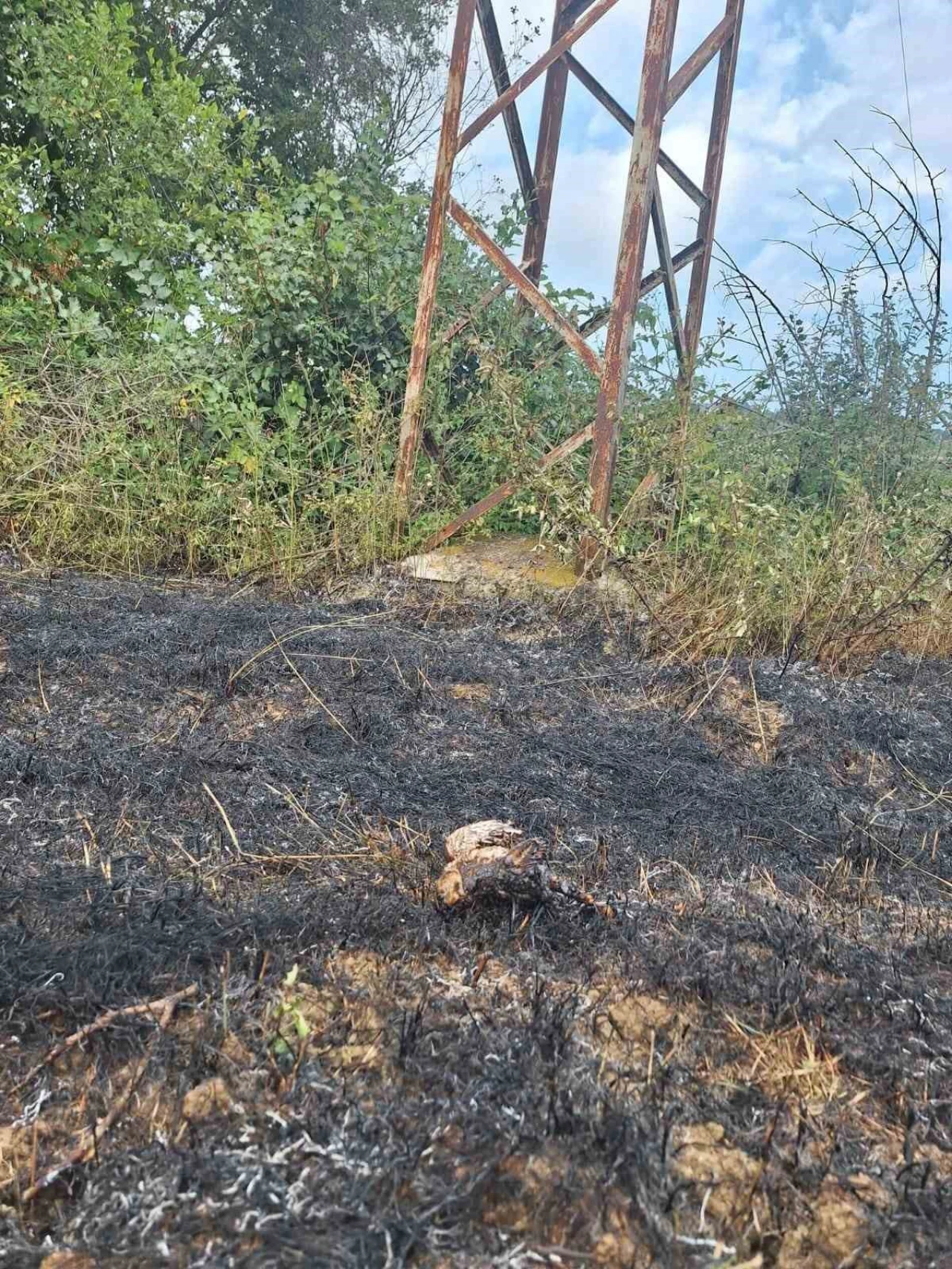 Yüksek gerilim hattına konan kuş yangına neden oldu