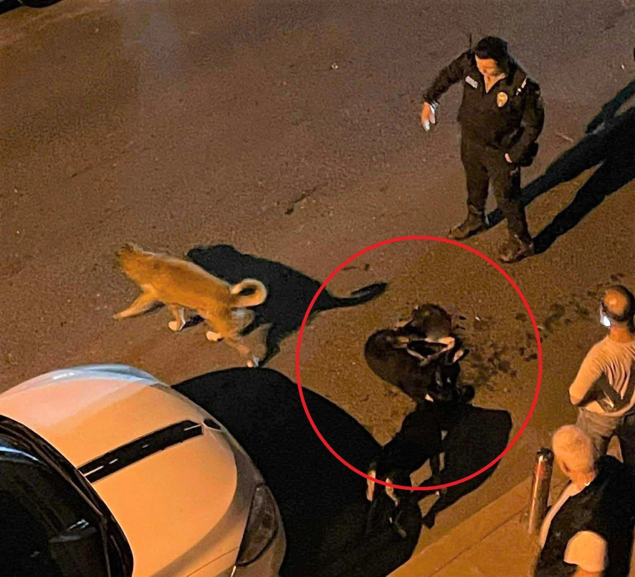 Belediye çöp kamyonu sokak köpeğini ezdi