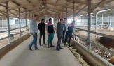 Suluova’da Hayvancılığa Katma Değer Katan Ziyaret