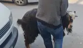 Amasya’da Firari Keçi Panik Ve Kahkaha Dolu Anlar Yaşattı