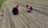 Suluova’da Şeker Pancarı Mesaisi!
