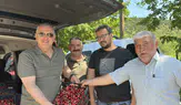 Vekil Hasan Çilez Amasya'da Kiraz Hasadına Katıldı