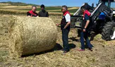Merzifon’da Yem Bitkisi Kontrolleri Sürüyor