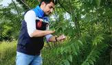 Amasya’da Doğaya Samuray Arıcığı Salındı