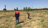 Suluova’da Tarım Arazileri Yakın Takipte!