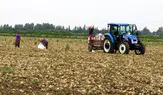Amasya’da 1 Dönüm Tarlanın Getirisi Şaşırttı!