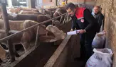Amasya’da Hayvancılık İşletmelerinde Sıkı Sağlık Kontrolü