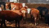 Amasya’da İthal Hayvanlara Sıkı Takip