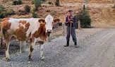 Amasya Hayvancılığında 14 Bin 514 Uygulama