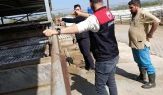 Amasya’da Hayvancılıkta Saha Atağı!
