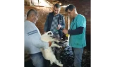 Amasya’da Küçükbaş Hayvancılığa Destek!