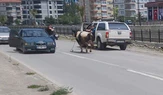 Kurban Pazarı Karıştı! Kaçan Dana İlçeyi Birbirine Kattı