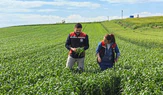 Çorum’da ilk kez ekilen yerli ve milli buğday umut vaat ediyor