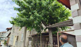 Çorum’da Kiraz Toplarken Feci Ölüm