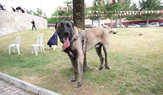 Çorum’da Türk çoban köpekleri görücüye çıktı