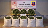 Jandarmadan Uyuşturucu Operasyonu! 63 Kilogram Esrar Ele Geçirildi