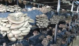 İstiridye mantarı üretimi artıyor