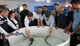 Bu balığın havyarı ’siyah inci’: Karadeniz’e 8 bin adet dağıtılacak, çiple takip edilecek