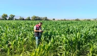 Suluova’da Yem Bitkilerinde Fenolojik Gözlemler Yapıldı