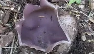 Aynı aileden 7 kişi yedikleri mantardan zehirlendi