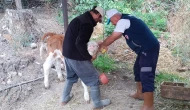 Suluova’da Şap Aşısı Çalışmaları Aralıksız Sürüyor