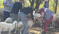 Merzifon Kamışlı’da Küçükbaşlara Sağlık Zırhı