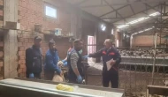 Merzifon’da Küçükbaş Hayvanlara Koruyucu Aşı!