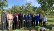 Merzifon’da Ceviz Hasadı: Vali Bakan Üreticilerle Bahçede