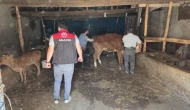Göynücek’te Damızlık Hayvan Teslimi Gerçekleştirildi