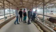 Suluova’da Hayvancılığa Katma Değer Katan Ziyaret