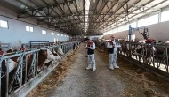 Amasya’da Hastalıktan Ari İşletme Denetimleri Aralıksız Sürüyor